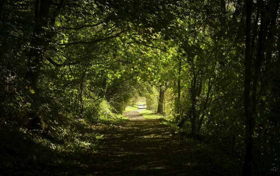 Peaceful path through a forest