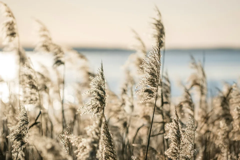 High grasses in soft light